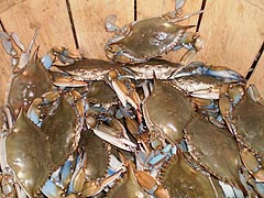 [photo, Blue crabs, Baltimore Farmers Market, Baltimore, Maryland]