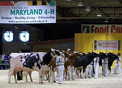 [photo, Cow Judging, Maryland State Fair, Timonium, Maryland]