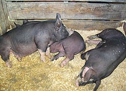 [photo, Hogs at Maryland State Fair, Timonium, Maryland]