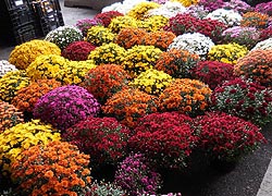  [photo, Chrysanthemums, Baltimore Farmers' Market, Holliday St. and Saratoga St., Baltimore, Maryland]
