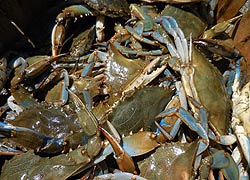 [photo, Blue Crabs, Lusby, Maryland]