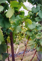 [photo, Grapevines, Woodville (Frederick County), Maryland]