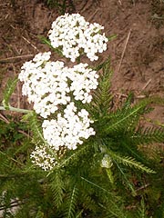  [photo, Common Yarrow (Achillea millefolium L.), Glen Burnie, Maryland]
