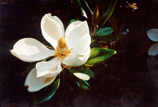 [photo, Magnolia blossom, Annapolis, Maryland]