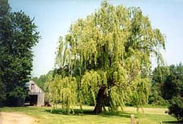 [photo, Weeping willow tree, Anne Arundel County, Maryland]