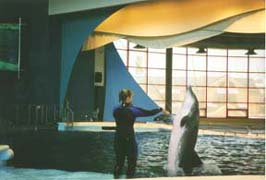 [photo, Dolphin, National Aquarium, East Pratt St., Baltimore, Maryland]