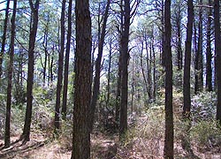 [photo, Loblolly pine forest, Assateague Island National Park Seashore (Worcester County), Maryland]