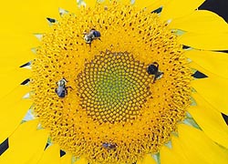 [photo, Bumblebees and a honeybee alight on a sunflower, Baltimore, Maryland]