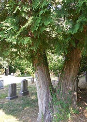 [photo, Red Cedars (Juniperus virginiana), Owings (Anne Arundel County), Maryland]