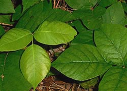  [photo, Poison Ivy, Glen Burnie, Maryland]
