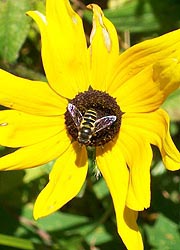  [photo, Yellow Jacket (Vespula) on Brown-eyed Susan (Rudbeckia triloba L.), Monkton, Maryland]