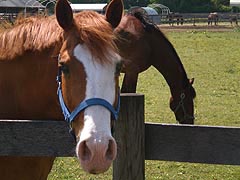 [photo, Horses, Pasadena, Maryland]