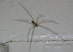 [photo, Cellar Spider (Pholcus phalangioides), Baltimore, Maryland]