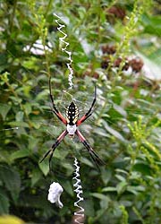 [photo, Black and Yellow Orb-Weaver Spider (Argiope aurantia), Glen Burnie, Maryland]