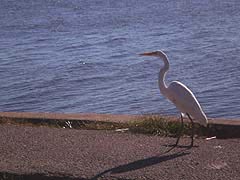 [photo, Great Egret (Ardea alba), Fort Armistead Park, Baltimore, Maryland]