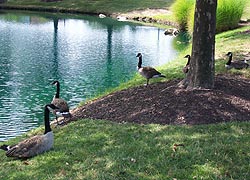 [photo, Canada Geese (Branta canadensis), Baltimore, Maryland]