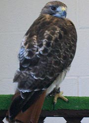 [photo, Red-tailed Hawk at Maryland State Fair, Timonium, Maryland]