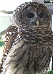 [photo, Barred Owl at Maryland State Fair, Timonium, Maryland]