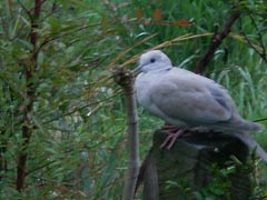[photo, Eurasian Collared-Dove (Streptopelia decaocto), Glen Burnie, Maryland]