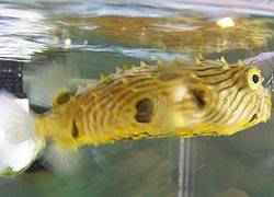 [photo, Striped Burrfish, Visitors Center, Assateague Island National Park Seashore (Worcester County), Maryland]