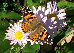[photo, American Lady butterfly (Vanessa virginiensis) on chrysanthemum, Monkton (Baltimore County), Maryland]
