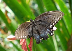[photo, Black Swallowtail butterfly - female (Papilio polyxenes) on Zinnea, Glen Burnie, Maryland]