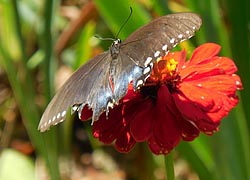 [photo, Black Swallowtail butterfly - female (Papilio polyxenes) on Zinnea, Glen Burnie, Maryland]