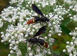 [photo, Blue-Winged Wasps (Scolia dubia), Glen Burnie, Maryland]