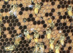 [photo, Honeybees in a honeycomb, Crownsville, Maryland]