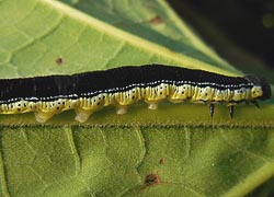 [photo, Catalpa sphinx caterpillar, Glen Burnie, Maryland]