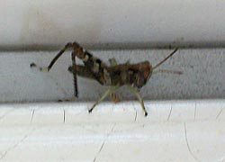 [photo, Grasshopper, Baltimore, Maryland]