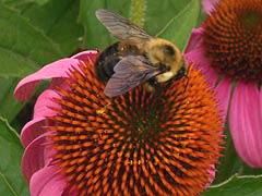[photo, Bumblebee on coneflower, Annapolis, Maryland]