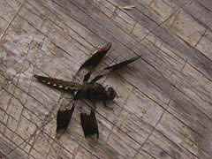 [photo, Dragonfly, Glen Burnie, Maryland]