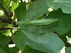 [photo, Mantis on leaves of fig tree, Glen Burnie, Maryland]
