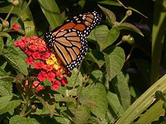 [photo, Monarch butterfly (Danaus plexippus), Annapolis, Maryland]