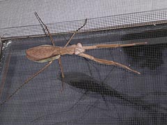 [photo, Brown Mantis on screen, Glen Burnie, Maryland]