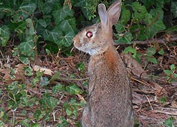 [photo, Eastern Cottontail Rabbit, Annapolis, Maryland]