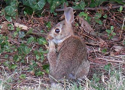 [photo, Eastern Cottontail Rabbit, Annapolis, Maryland]