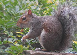 [photo, Eastern Gray Squirrel, Glen Burnie, Maryland]