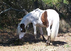 [photo, Feral horse [Assateague pony], Assateague Island National Park Seashore (Worcester County), Maryland]