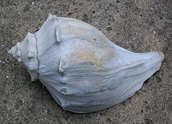 [photo, Knobbed Whelk (Busycon carica) shell, Baltimore, Maryland]