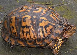 [photo, Eastern Box Turtle (Terrapene c. carolina), Glen Burnie, Maryland]