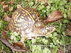 [photo, Eastern Box Turtle (Terrapene c. carolina), Glen Burnie, Maryland]