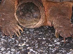 [photo, Eastern Snapping Turtle (Chelydra s. serpentina), Annapolis, Maryland]