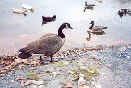 [photo, Canada geese (Branta canadensis), Lake Waterford Park, Pasadena, Maryland]