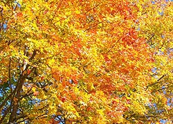 [photo, Sugar Maple (Acer saccharum), Monkton, Maryland]