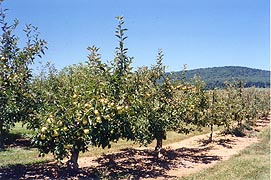 [photo, Apple orchard, Catoctin, Frederick County, Maryland]