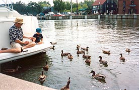 [photo, Feeding mallard ducks (Anas platyrhynchos), City Dock, Annapolis, Maryland]