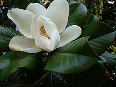 [photo, Magnolia blossom, Annapolis, Maryland]