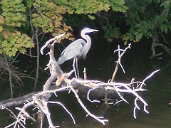 [photo, Great Blue Heron (Ardea herodias), College Creek, Annapolis, Maryland]